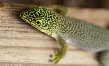 Madagascar Wildlife Adventure