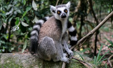  Lemur and city tour in Antananarivo