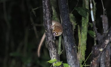 Madagascar family wildlife adventure