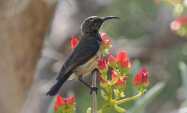 INDRI-INDRI AND BIRDING PHOTOGRAPHY